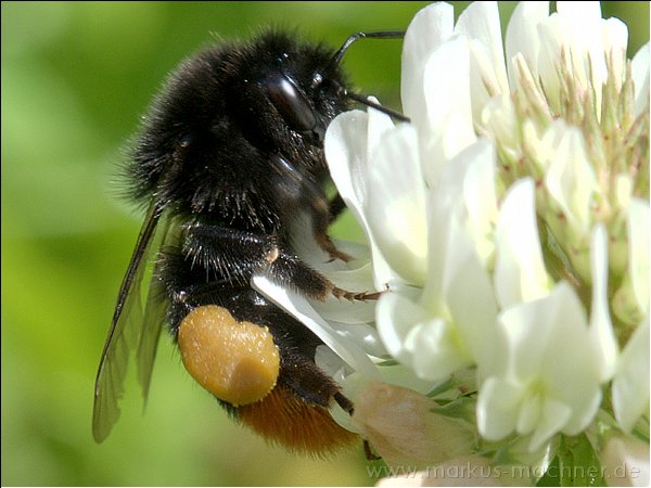 hummel70.jpg