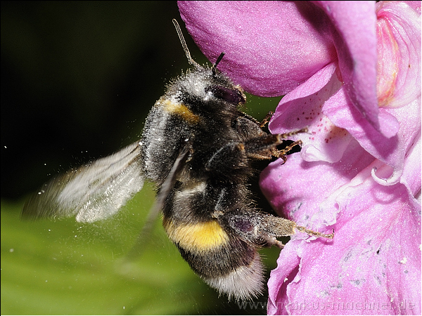 hummel71.jpg