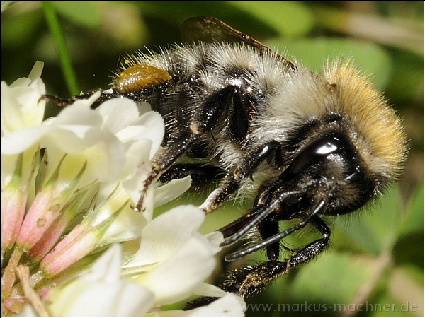 hummel72.jpg