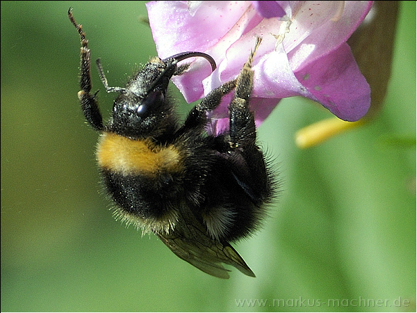 hummel73.jpg