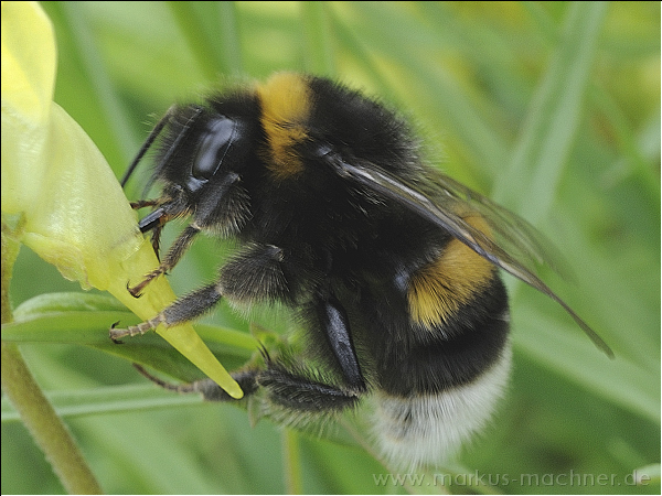 hummel74.jpg