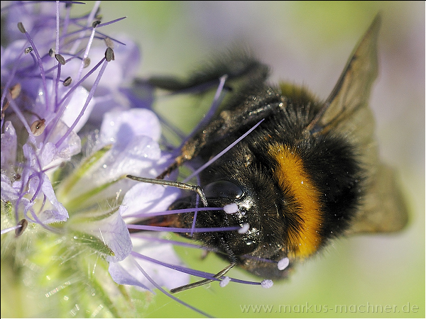 hummel75.jpg