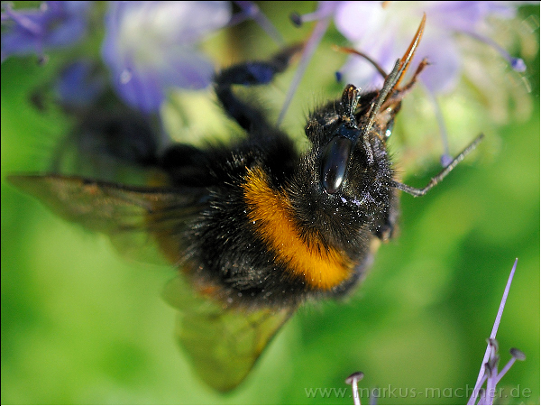 hummel76.jpg