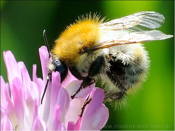 hummel77.jpg