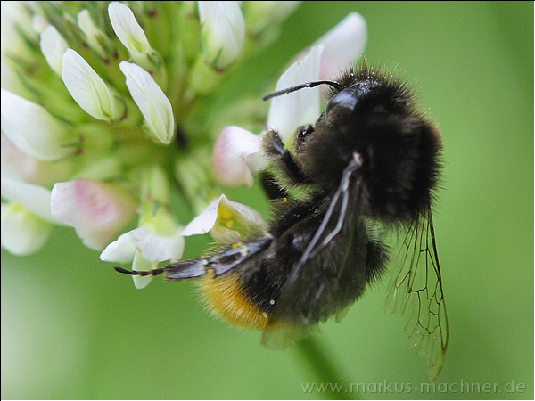 hummel78.jpg