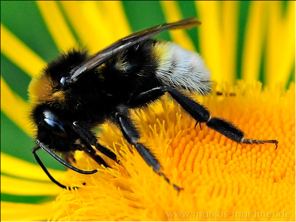 hummel8.jpg