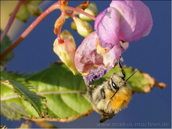 hummel80.jpg