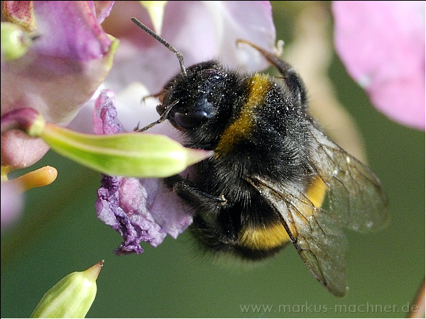 hummel81.jpg