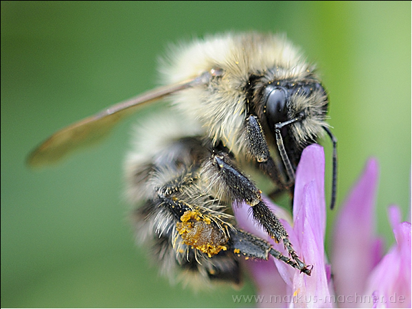 hummel82.jpg