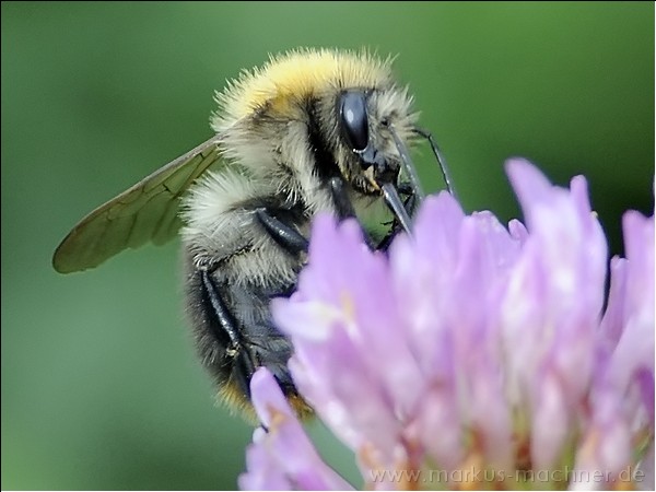 hummel83.jpg