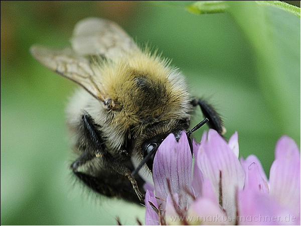 hummel84.jpg