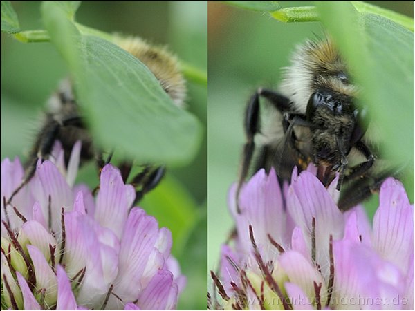 hummel85.jpg