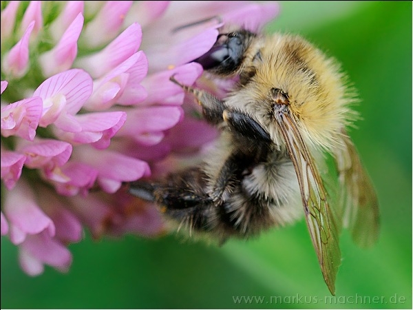 hummel86.jpg