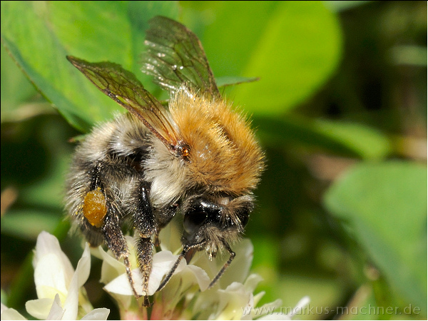 hummel87.jpg