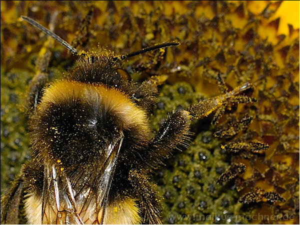 hummel88.jpg