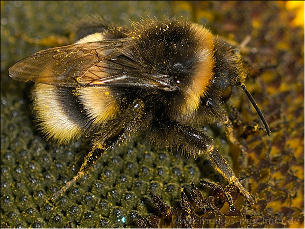 hummel89.jpg