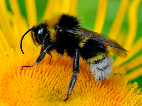 hummel9.jpg