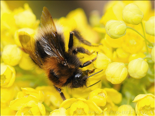 hummel91.jpg