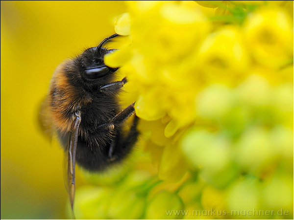 hummel92.jpg