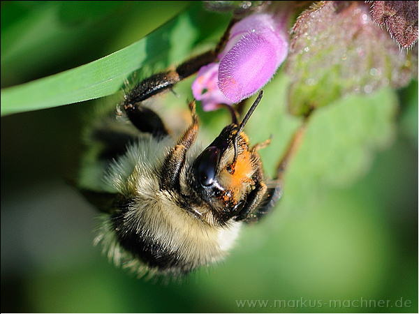 hummel93.jpg