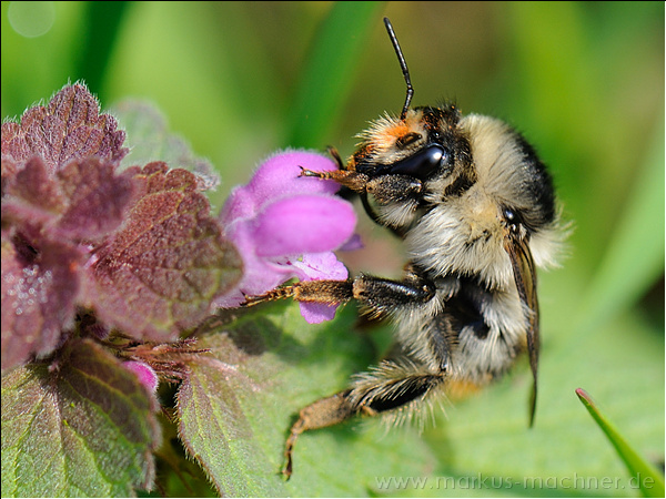 hummel94.jpg