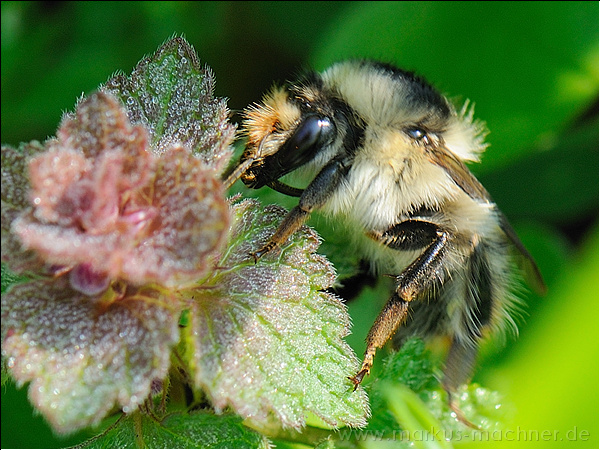hummel95.jpg