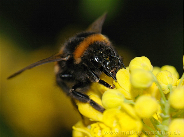 hummel96.jpg