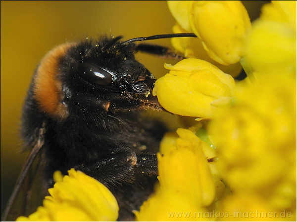 hummel97.jpg