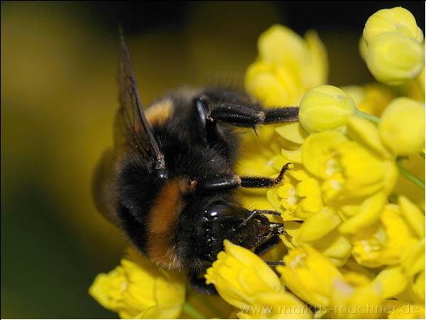 hummel98.jpg