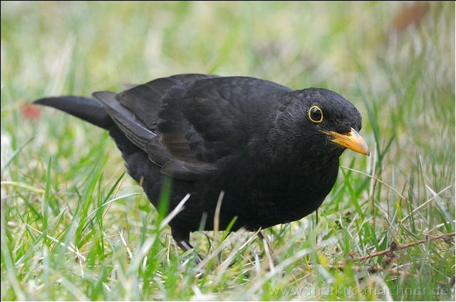 amsel10.jpg