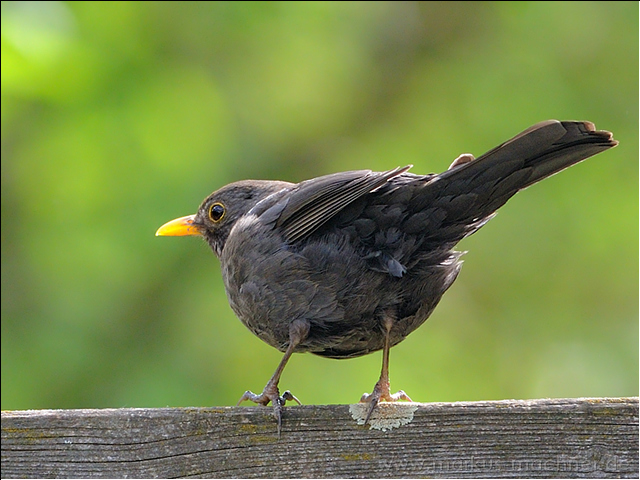 amsel23.jpg
