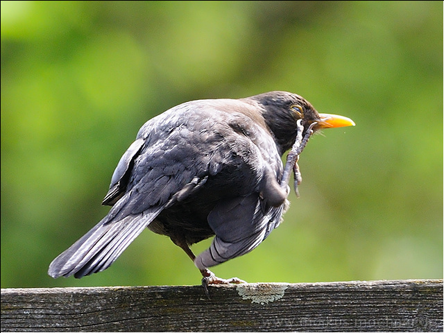amsel24.jpg