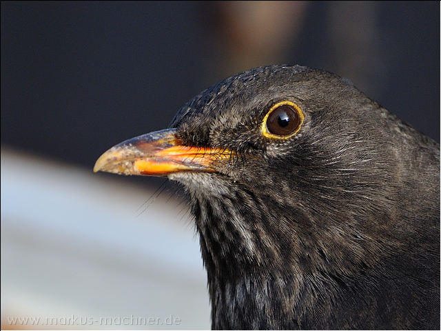 amsel27.jpg