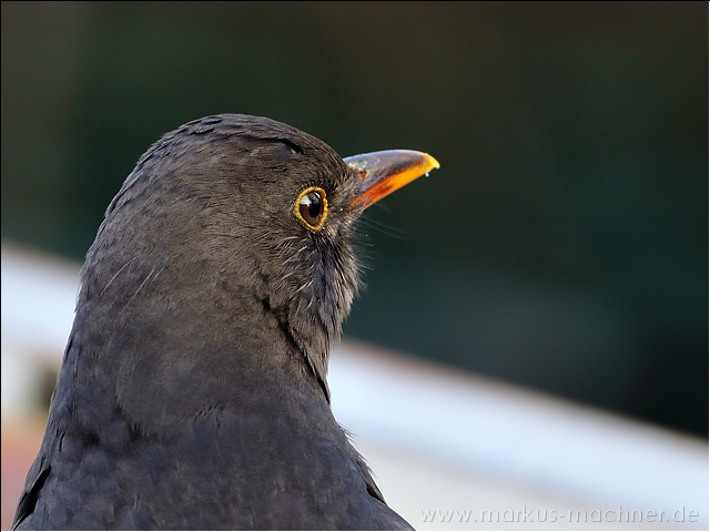 amsel28.jpg