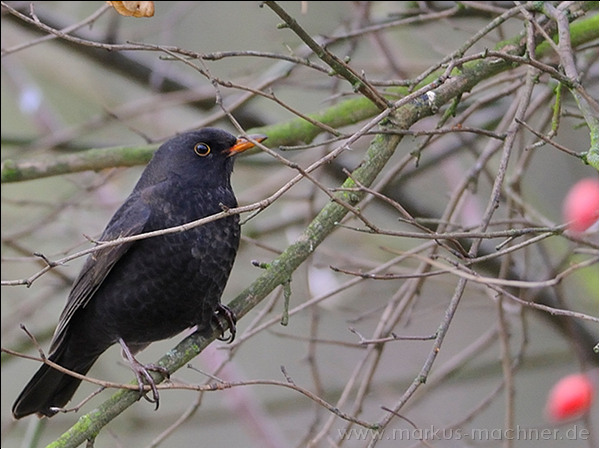 amsel4.jpg