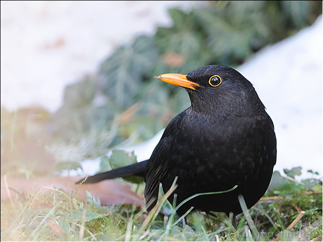 amsel5.jpg