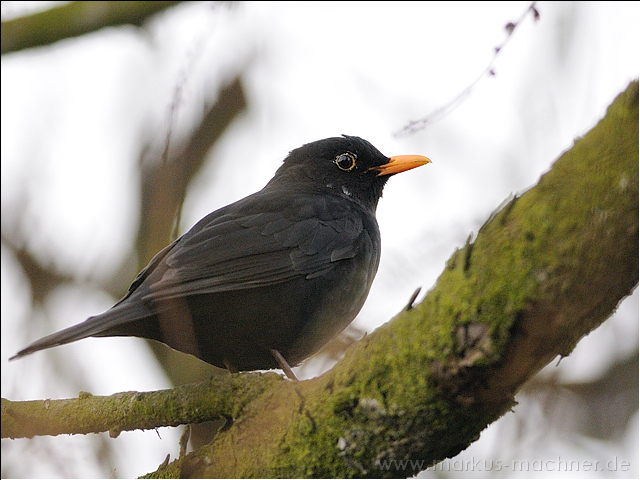 amsel7.jpg
