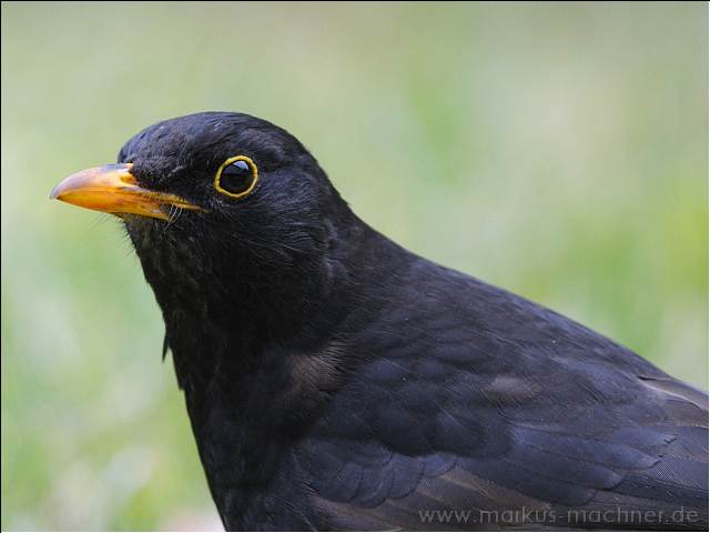 amsel8.jpg