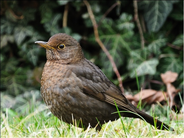 amsel9.jpg