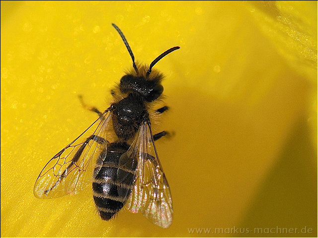 biene08.jpg