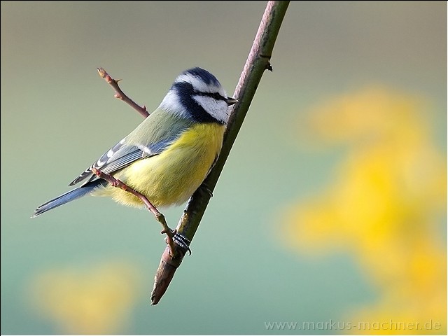 blaumeise1.jpg