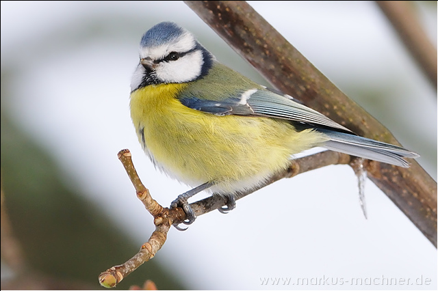 blaumeise12.jpg