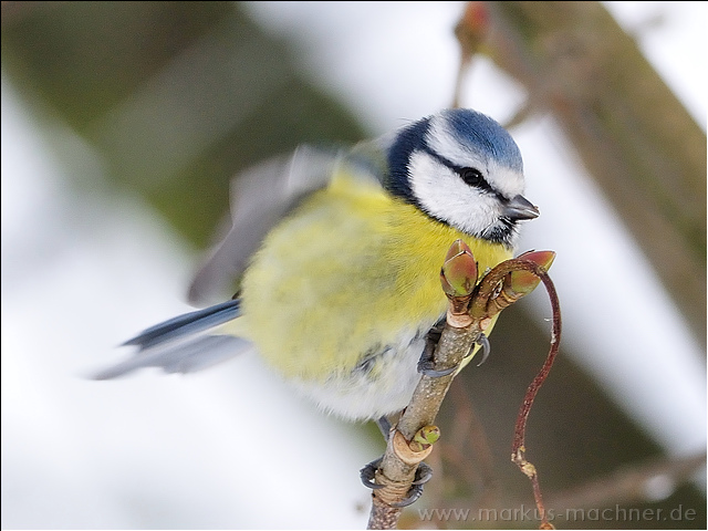 blaumeise13.jpg