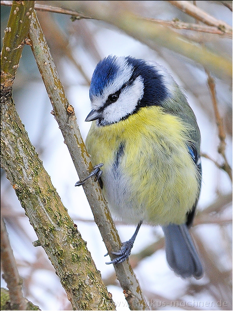 blaumeise17.jpg