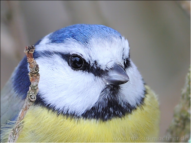 blaumeise18.jpg