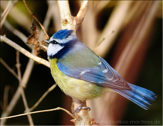 blaumeise2.jpg