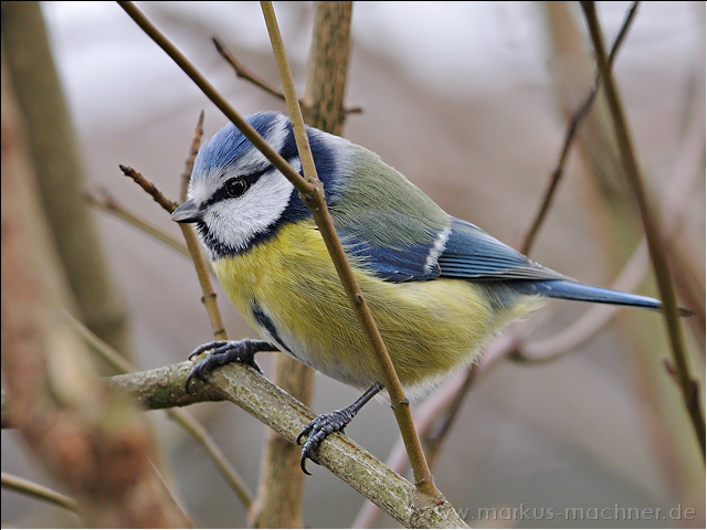 blaumeise22.jpg