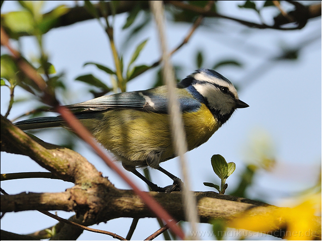 blaumeise25.jpg