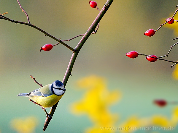 blaumeise3.jpg