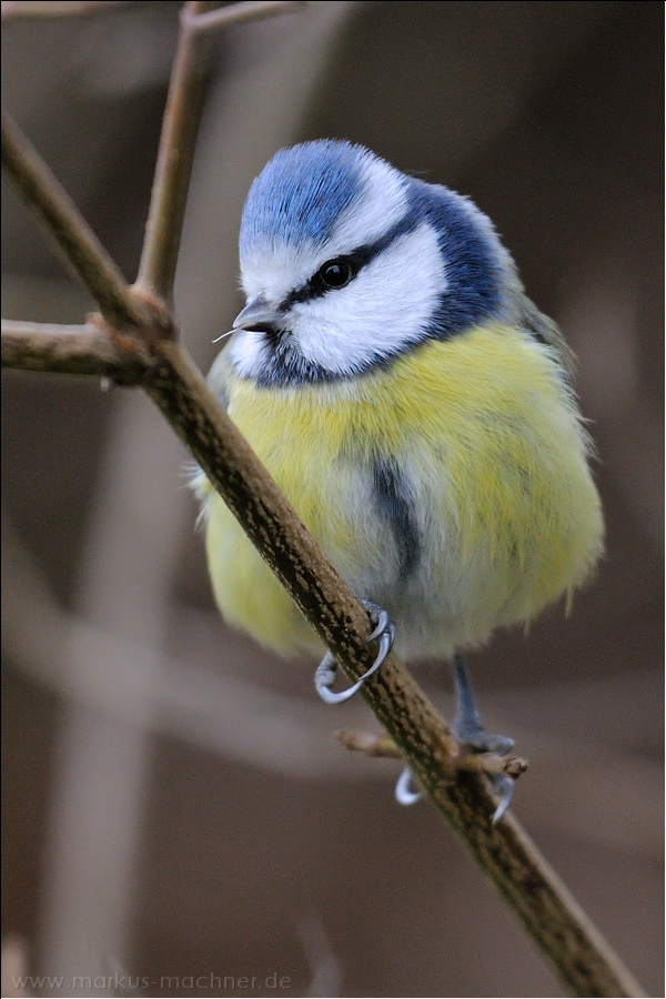 blaumeise31.jpg